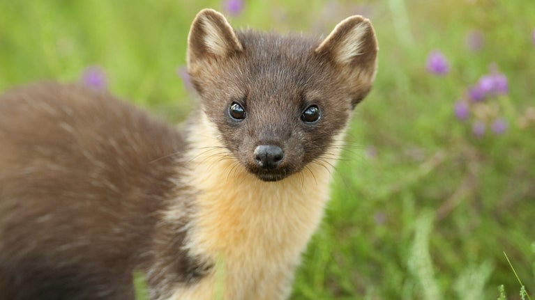 Photo of pine marten in some green and purple foliage taken by Terry Whittaker